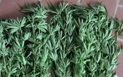 Nam thanh niên 18 tuổi trồng cần sa để ngâm rượu Nam thanh niên 18 tuổi trồng cần sa để ngâm rượu