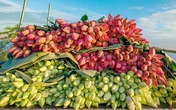 Kỷ lục triệu bông hoa sen của anh nông dân Hà Nội Kỷ lục triệu bông hoa sen của anh nông dân Hà Nội