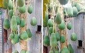 Tròn mắt cây đu đủ sai trĩu quả được định giá 7 tỷ Tròn mắt cây đu đủ sai trĩu quả được định giá 7 tỷ