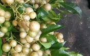 Gia vị vạn năng từ xứ Lạng, bà nội trợ đua nhau đặt mua dùng dần Gia vị vạn năng từ xứ Lạng, bà nội trợ đua nhau đặt mua dùng dần