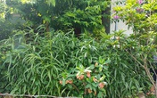 Trồng cả trăm cây cần sa trong vườn nhà Trồng cả trăm cây cần sa trong vườn nhà