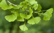 Việt Nam phát triển thành công thế hệ Dưỡng não công nghệ cao nano, hỗ trợ bảo vệ não tối ưu Việt Nam phát triển thành công thế hệ Dưỡng não công nghệ cao nano, hỗ trợ bảo vệ não tối ưu