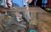 Bị phạt hơn một tỷ đồng vì trong nhà có 8 con kỳ đà Bị phạt hơn một tỷ đồng vì trong nhà có 8 con kỳ đà