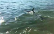 Giải cứu cá heo nặng 50 kg lạc vào sông Lại Giang Giải cứu cá heo nặng 50 kg lạc vào sông Lại Giang