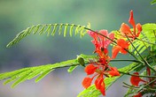 Thâm cung bí sử (238 - 3): Bao giờ cho đến tháng 5 Thâm cung bí sử (238 - 3): Bao giờ cho đến tháng 5