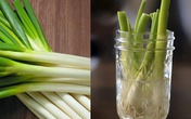 4 cách trồng hành lá sáng tạo ngay tại nhà 4 cách trồng hành lá sáng tạo ngay tại nhà