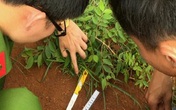 Bắt nghi phạm đâm chết nam sinh ở sân bóng Bắt nghi phạm đâm chết nam sinh ở sân bóng
