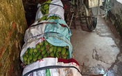 Không thể tiêu thụ nông sản vì dịch COVID-19, nông dân Hà Nội chấp nhận cắt lỗ, “đại hạ giá” chỉ từ 5.000 đồng/kg rau Không thể tiêu thụ nông sản vì dịch COVID-19, nông dân Hà Nội chấp nhận cắt lỗ, “đại hạ giá” chỉ từ 5.000 đồng/kg rau