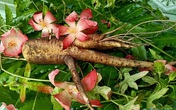 Cẩn trọng với sâm bố chính bị thổi phồng công dụng như thuốc tiên Cẩn trọng với sâm bố chính bị thổi phồng công dụng như thuốc tiên