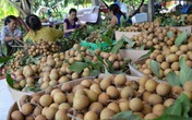 Nhãn chín chỉ 13.000 đồng/kg đến tay người nhận, Hà Nội kêu gọi người dân tiêu thụ Nhãn chín chỉ 13.000 đồng/kg đến tay người nhận, Hà Nội kêu gọi người dân tiêu thụ