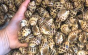 Giá ốc hương giảm mạnh vì dịch COVID-19, nhiều gia đình tranh thủ mua về ăn Giá ốc hương giảm mạnh vì dịch COVID-19, nhiều gia đình tranh thủ mua về ăn