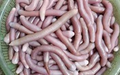Sá sùng - đặc sản "nhìn rùng mình" nhưng có giá tiền triệu Sá sùng - đặc sản "nhìn rùng mình" nhưng có giá tiền triệu