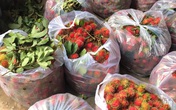 Chôm chôm chưa đến 5.000 đồng/kg, nhiều chủ vườn “khóc ròng” vì COVID-19 Chôm chôm chưa đến 5.000 đồng/kg, nhiều chủ vườn “khóc ròng” vì COVID-19