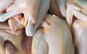 Chợ mạng nhộn nhịp mua bán khi giá gà ri bất ngờ giảm mạnh Chợ mạng nhộn nhịp mua bán khi giá gà ri bất ngờ giảm mạnh