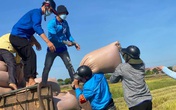 Đoàn viên thanh niên Hà Tĩnh vừa phòng dịch vừa giúp dân thu hoạch lúa Đoàn viên thanh niên Hà Tĩnh vừa phòng dịch vừa giúp dân thu hoạch lúa