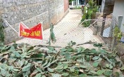 "Độc chiêu" làm hàng rào chống dịch bằng... gai xương rồng "Độc chiêu" làm hàng rào chống dịch bằng... gai xương rồng