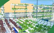 Dịch COVID-19 căng thẳng, giá rau tăng mạnh, người dân đua nhau mua giàn thủy canh về trồng Dịch COVID-19 căng thẳng, giá rau tăng mạnh, người dân đua nhau mua giàn thủy canh về trồng