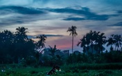 Hàng nghìn bó rau nghĩa tình gửi tặng người dân vùng dịch ở TPHCM Hàng nghìn bó rau nghĩa tình gửi tặng người dân vùng dịch ở TPHCM