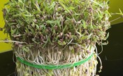 Giãn cách nhiều ngày vì COVID-19 nhưng máy làm giá đỗ ‘cháy hàng’ trên các chợ mạng Giãn cách nhiều ngày vì COVID-19 nhưng máy làm giá đỗ ‘cháy hàng’ trên các chợ mạng