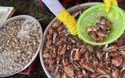Hải sản Phú Quốc giảm giá một nửa Hải sản Phú Quốc giảm giá một nửa