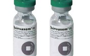 Quảng Ninh: Vắc-xin Quinvaxem chính thức được tiêm trở lại Quảng Ninh: Vắc-xin Quinvaxem chính thức được tiêm trở lại