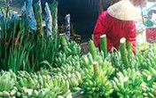 Chuối dấm hóa chất – Có hay không? Chuối dấm hóa chất – Có hay không?