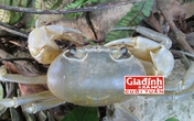 “Cua trinh nữ” độc nhất vô nhị và nỗi hàm oan bị gắn lời đồn ghê rợn “Cua trinh nữ” độc nhất vô nhị và nỗi hàm oan bị gắn lời đồn ghê rợn