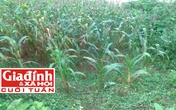 Hành tung khó hiểu của hung thủ và nỗi ám ảnh bị trả thù của gia đình nạn nhân Hành tung khó hiểu của hung thủ và nỗi ám ảnh bị trả thù của gia đình nạn nhân