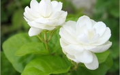 Thổi bùng đam mê trong phòng ngủ với một cành hoa tươi Thổi bùng đam mê trong phòng ngủ với một cành hoa tươi