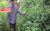 Hạnh phúc bất ngờ sau chuỗi ngày sám hối của người chồng từng đầu độc vợ vì chê xấu gái! Hạnh phúc bất ngờ sau chuỗi ngày sám hối của người chồng từng đầu độc vợ vì chê xấu gái!