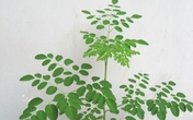 Giúp bạn đưa "tiên đơn trường xuân" về vườn nhà để cải thiện “bản lĩnh phòng the” Giúp bạn đưa "tiên đơn trường xuân" về vườn nhà để cải thiện “bản lĩnh phòng the”