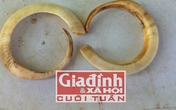 Đại gia chi cả trăm triệu săn nanh heo độc để làm "bùa hộ mệnh" Đại gia chi cả trăm triệu săn nanh heo độc để làm "bùa hộ mệnh"