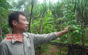Bài thuốc kỳ diệu và cuộc sống đạm bạc của "thần y xứ Mường" hai thập kỷ cứu hàng ngàn ca bỏng Bài thuốc kỳ diệu và cuộc sống đạm bạc của "thần y xứ Mường" hai thập kỷ cứu hàng ngàn ca bỏng