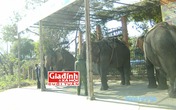 Diện kiến kì nhân giữa đại ngàn Diện kiến kì nhân giữa đại ngàn