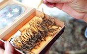 Đặc điểm nhận dạng đông trùng hạ thảo thật và các phương pháp sử dụng đúng cách Đặc điểm nhận dạng đông trùng hạ thảo thật và các phương pháp sử dụng đúng cách