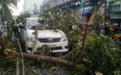 Nhiều người thoát chết bởi nhánh cây “khổng lồ” gãy Nhiều người thoát chết bởi nhánh cây “khổng lồ” gãy