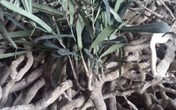 Cẩn trọng với nguồn gốc cây “thần dược” xáo tam phân Cẩn trọng với nguồn gốc cây “thần dược” xáo tam phân