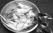 Kinh hoàng "chuột bao tử” phục vụ “quý ông” tăng cường sinh lý Kinh hoàng "chuột bao tử” phục vụ “quý ông” tăng cường sinh lý