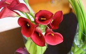 3 mẫu hoa rum dễ cắm cho ngày 20/10 3 mẫu hoa rum dễ cắm cho ngày 20/10