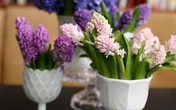 Cắm bình hoa tím lãng mạn chào tuần mới Cắm bình hoa tím lãng mạn chào tuần mới