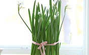 Cách trồng hoa thủy tiên trắng hoàn hảo Cách trồng hoa thủy tiên trắng hoàn hảo