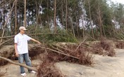Thanh Hóa: Bão số 6 cuốn trôi 1,2ha rừng phòng hộ Thanh Hóa: Bão số 6 cuốn trôi 1,2ha rừng phòng hộ