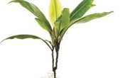 Labisia pumila - cây thuốc làm vững chắc cơ âm đạo Labisia pumila - cây thuốc làm vững chắc cơ âm đạo