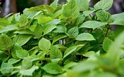 Công dụng chữa bệnh hiệu quả của kinh giới Công dụng chữa bệnh hiệu quả của kinh giới