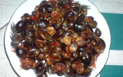 Kinh hãi khi ăn phải sán bò trong ốc dừa Kinh hãi khi ăn phải sán bò trong ốc dừa