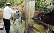 Bơm nước vào trâu bò trước khi giết mổ Bơm nước vào trâu bò trước khi giết mổ