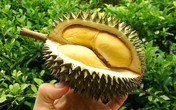 12 công dụng tuyệt vời khi ăn sầu riêng 12 công dụng tuyệt vời khi ăn sầu riêng