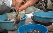 Chiêu trò biến cua đồng bằng bùn đất, hóa chất Chiêu trò biến cua đồng bằng bùn đất, hóa chất