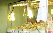 Thanh niên đi xe đạp, dùng gạch cướp tiệm vàng Thanh niên đi xe đạp, dùng gạch cướp tiệm vàng