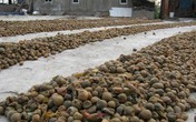 Rùng mình cảnh chôn sấu, quất đến thối để làm mứt Rùng mình cảnh chôn sấu, quất đến thối để làm mứt